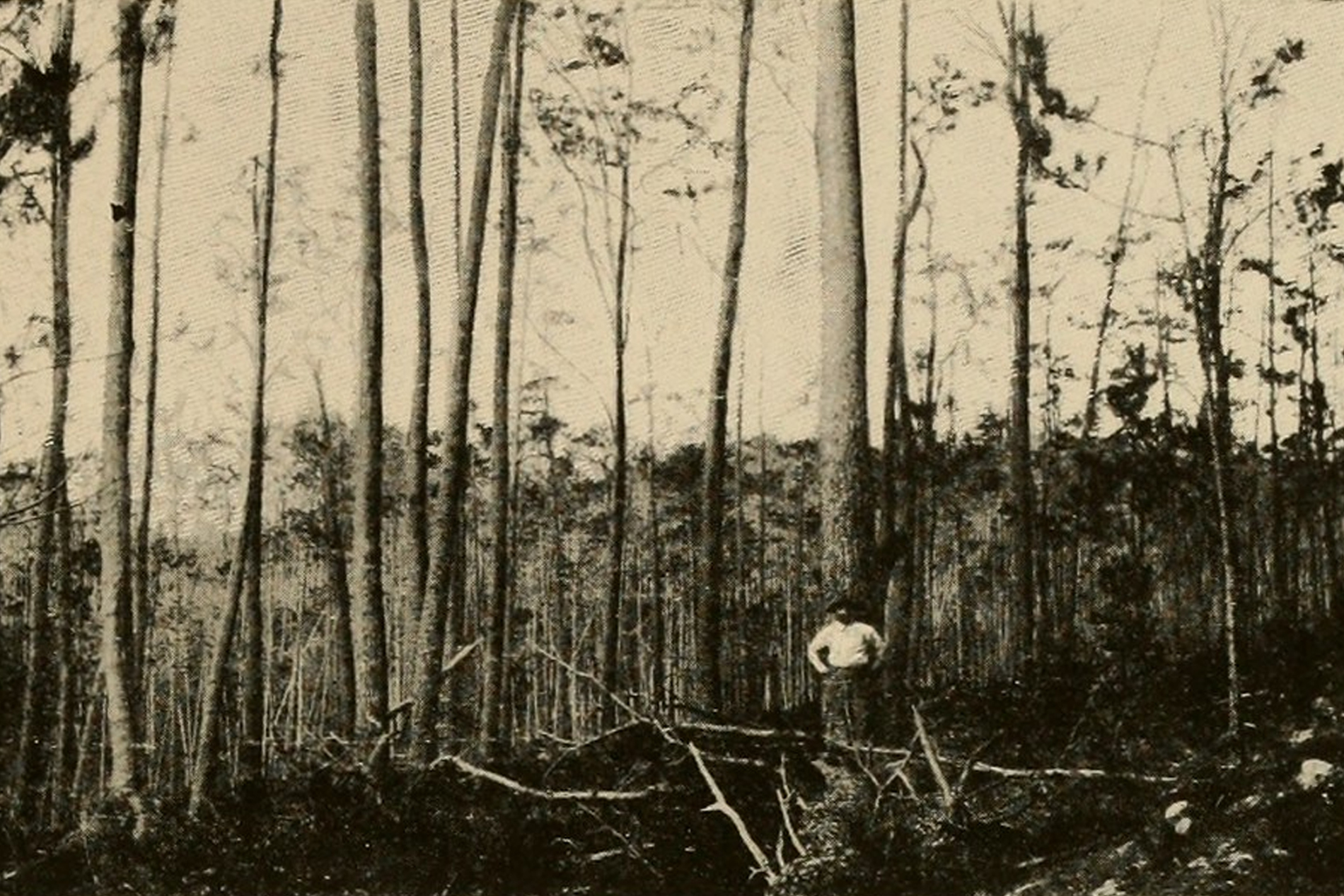 metsandus ja metsandusteenused Eestis
